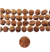 50 beads 10mm Natural Rudraksha Seed Beads - Nepal Tibetan Rudraksha Seed Prayer Mala Beads- Mala Making Supplies - LPB90Y-50