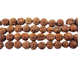 50 beads 10mm Natural Rudraksha Seed Beads - Nepal Tibetan Rudraksha Seed Prayer Mala Beads- Mala Making Supplies - LPB90Y-50