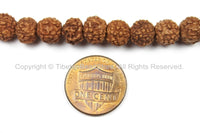 10 BEADS 8mm Natural Rudraksha Seed Beads - Nepalese Tibetan Rudraksha Seed Beads - TibetanBeadStore Mala Making Supplies - LPB66-10