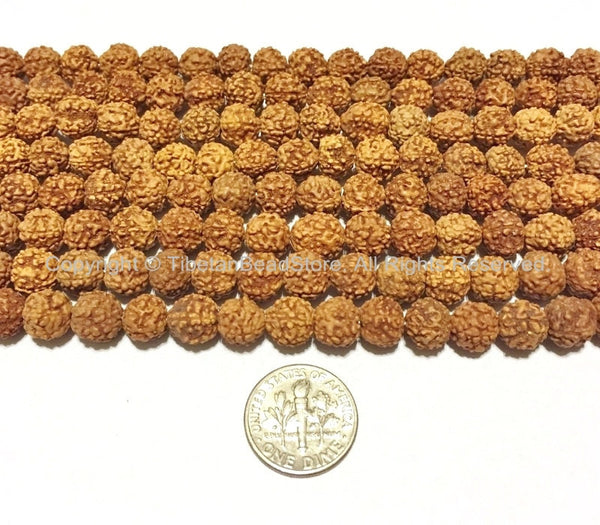 50 BEADS 8mm Natural Rudraksha Seed Beads - Nepalese Tibetan Rudraksha Seed Beads Jewelry Supplies - LPB66-50